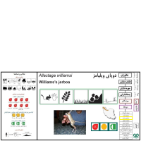 گونه دوپای ویلیامز Williams’s jerboa